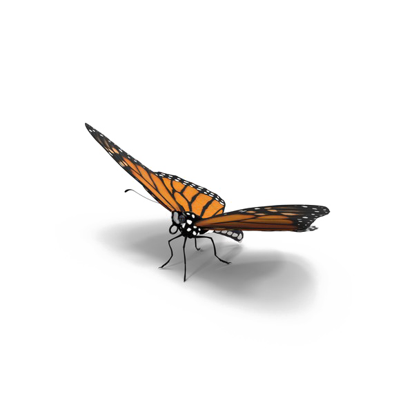 Butterfly Baixar PNG Image
