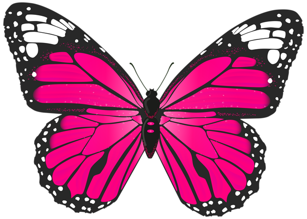 Butterfly Download Transparent PNG Image