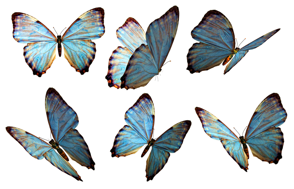 Schmetterlingsfreies PNG-Bild