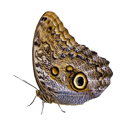 Gambar latar belakang PNG kupu-kupu
