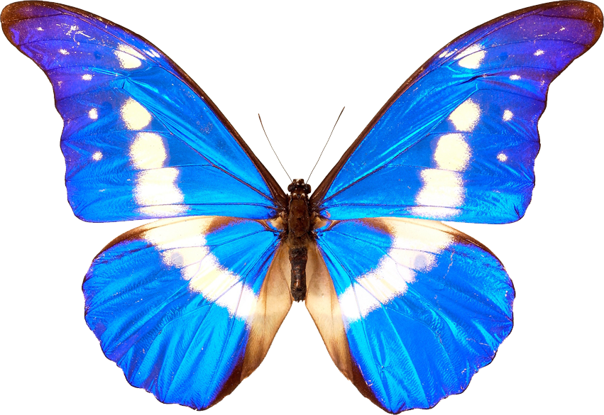 Butterfly PNG скачать бесплатно