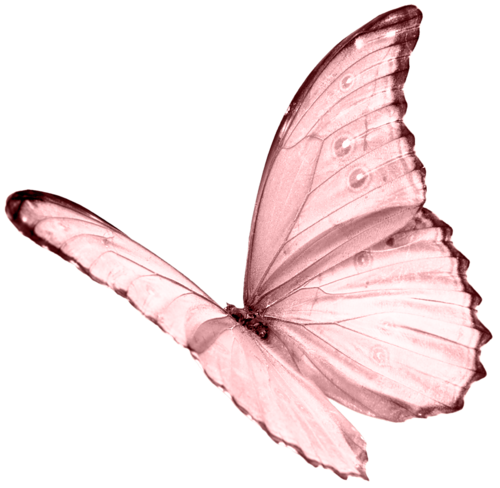 Butterfly PNG Pic