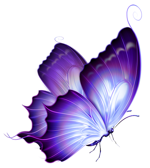 Gambar kupu-kupu Transparan