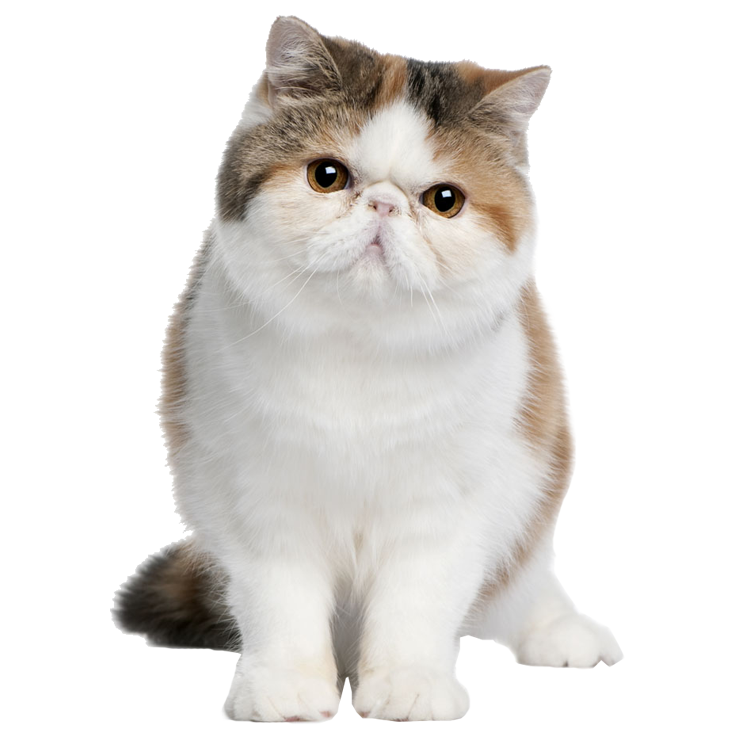 Cat Download Transparent PNG Image