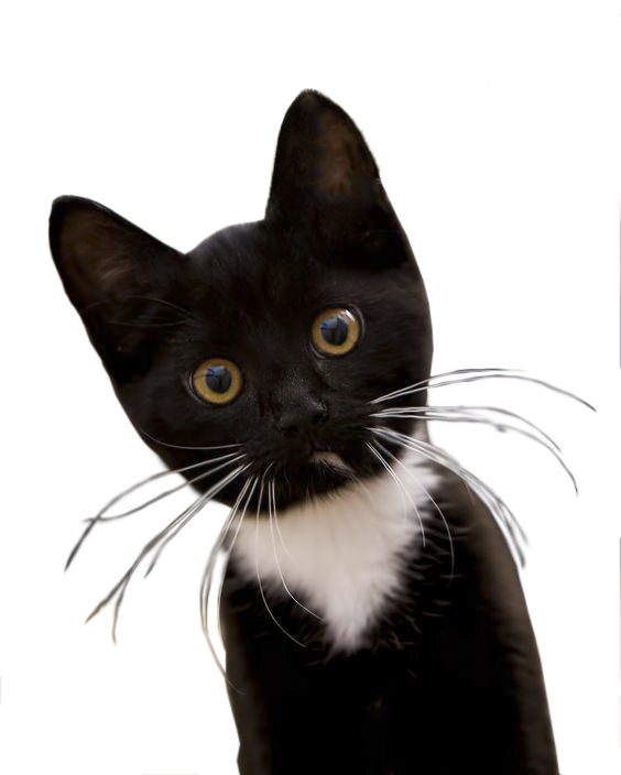 Cat PNG Free Download