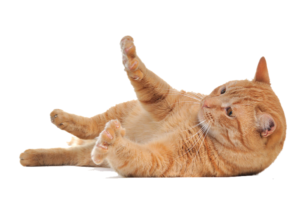 Cat PNG Image Background
