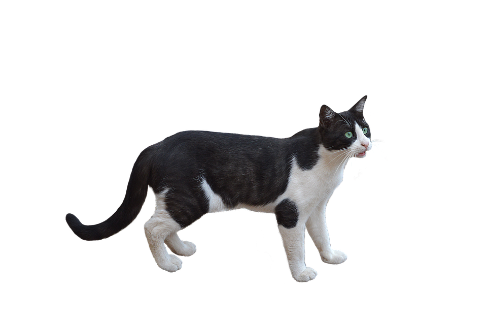Cat PNG Image Transparent