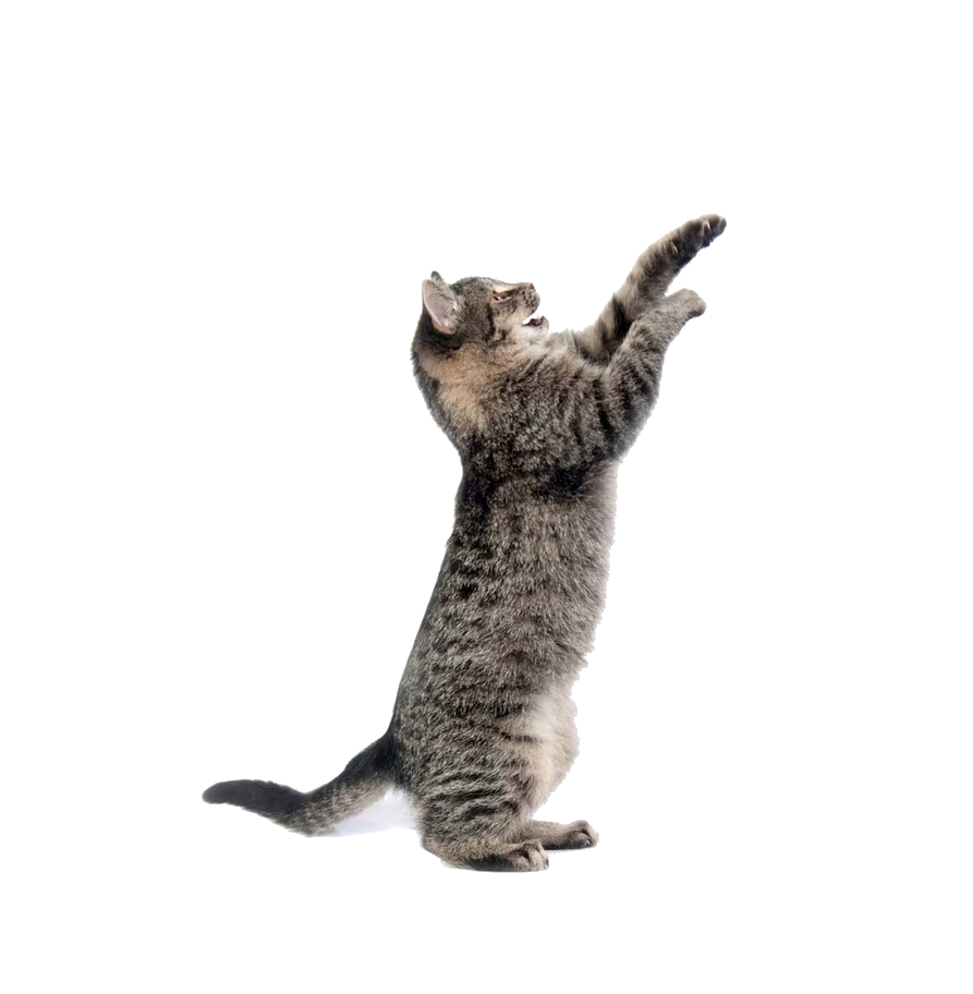 صورة Cat PNG مع خلفية شفافة