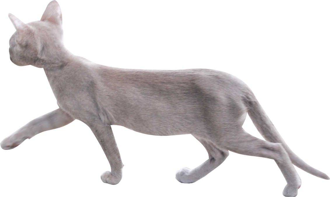 صورة Cat PNG مع خلفية شفافة