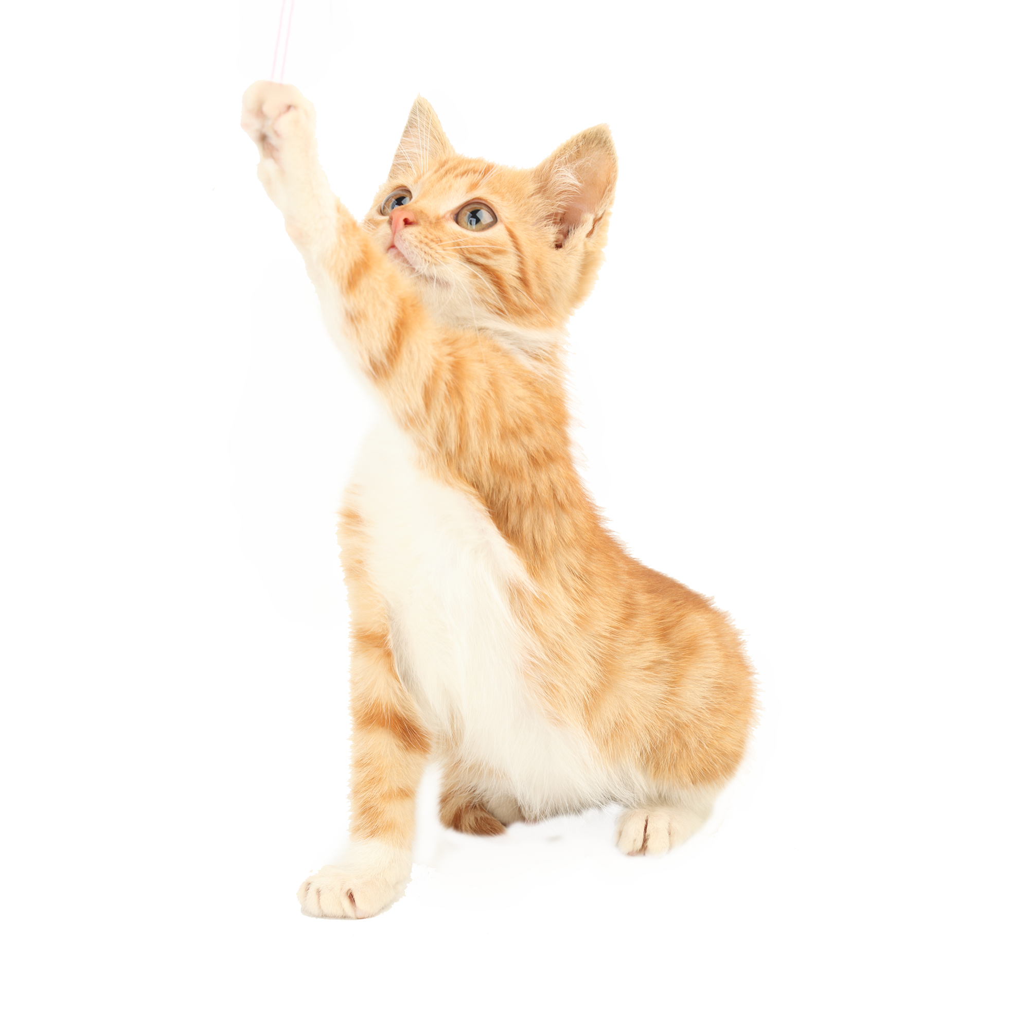 Cat PNG Picture