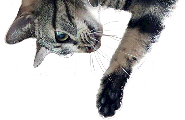 Cat PNG Transparent Image