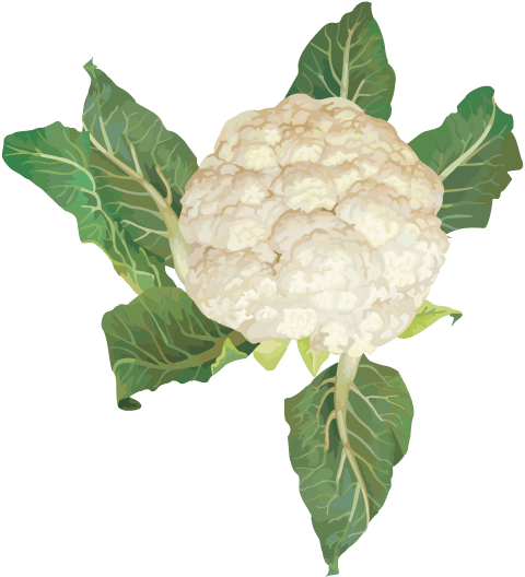 Cauliflower PNG Picture