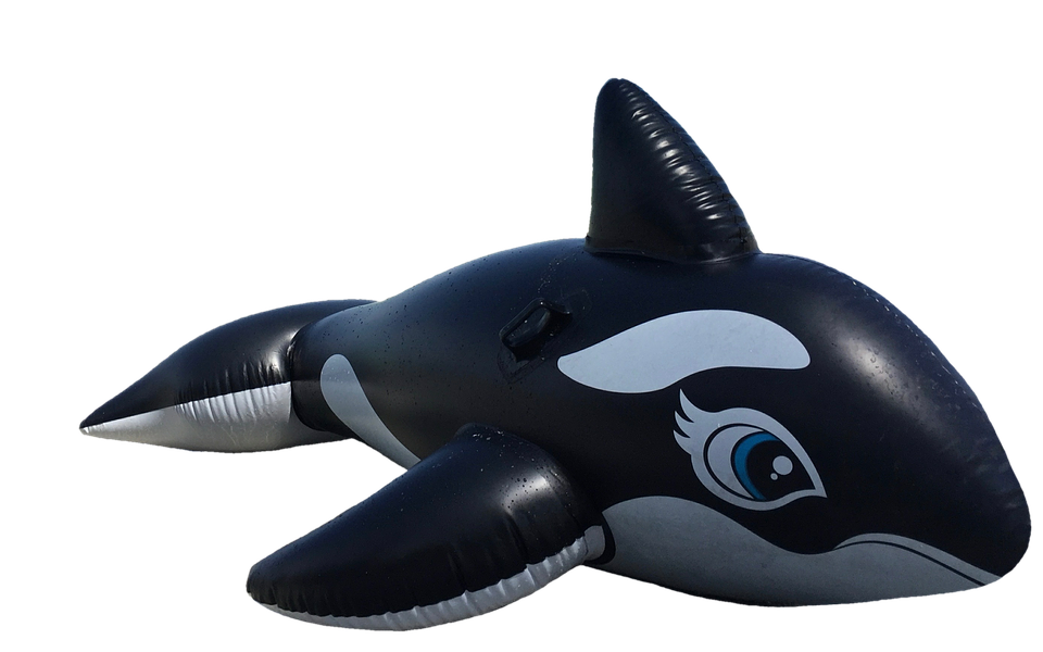 Imagen PNG de Cetacean de alta calidad