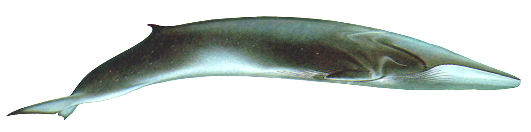 Cetacea PNG Image Background