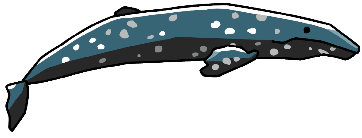 Cetacea PNG Image