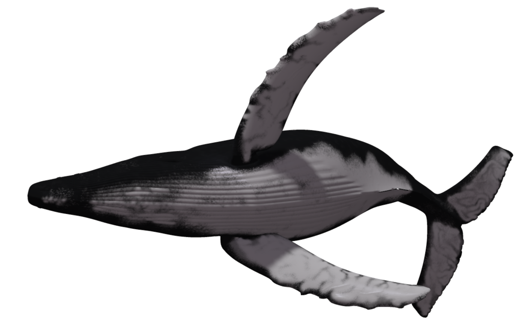 Cetacea PNG Pic