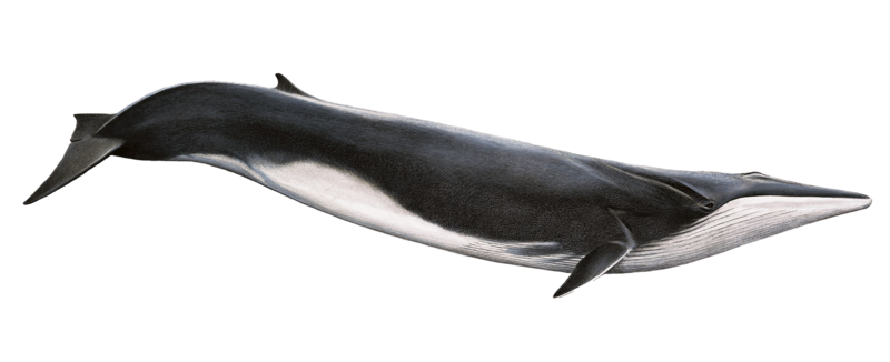 Imagen Transparente de Cetacea
