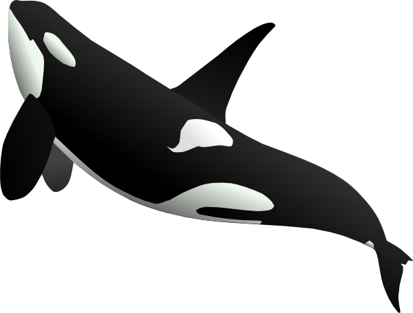 Cetacea Transparent Images