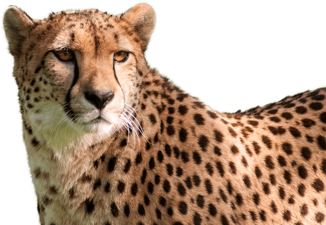 Cheetah PNG High-Quality Image