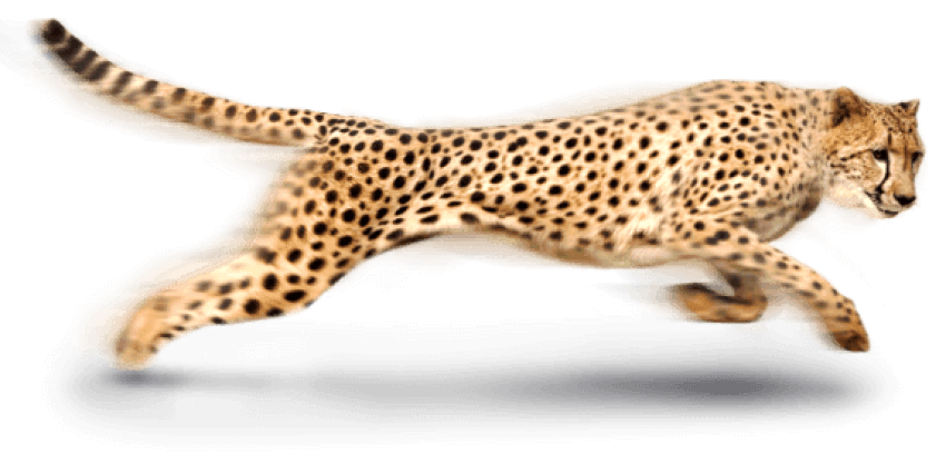 Cheetah PNG Photo