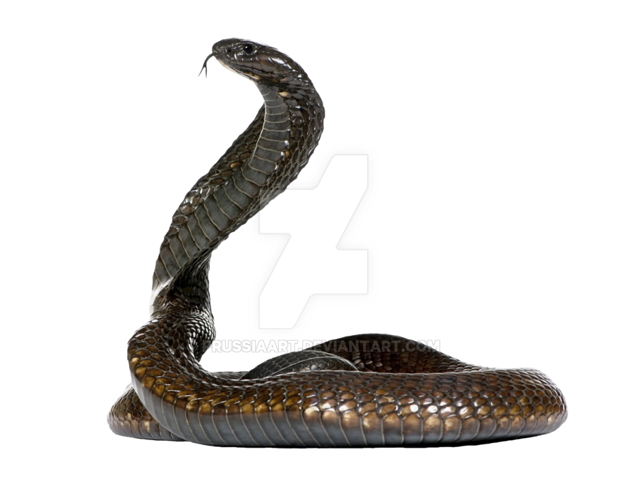Cobra PNG Download Image