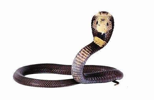 Cobra PNG Gambar Transparan