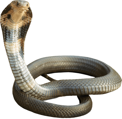 Cobra Transparent Image