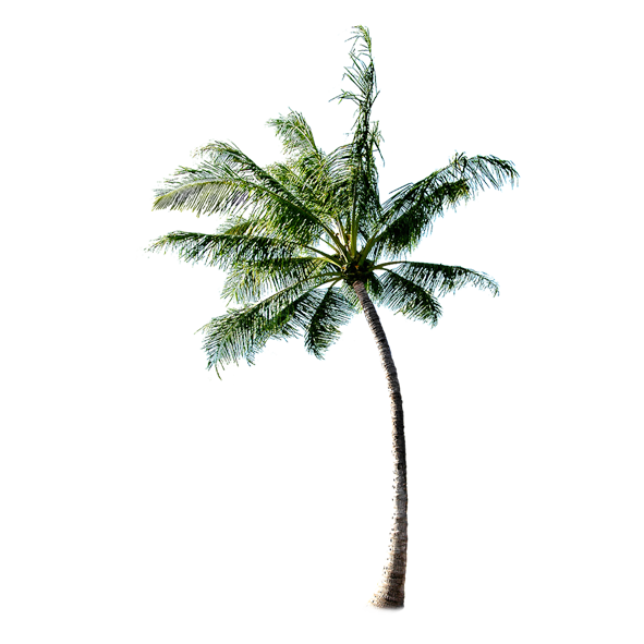 شجرة جوز الهند تحميل صورة PNG شفافة