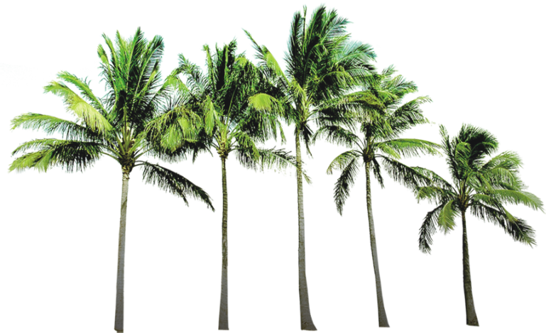 Coconut Tree Gratis PNG-Afbeelding