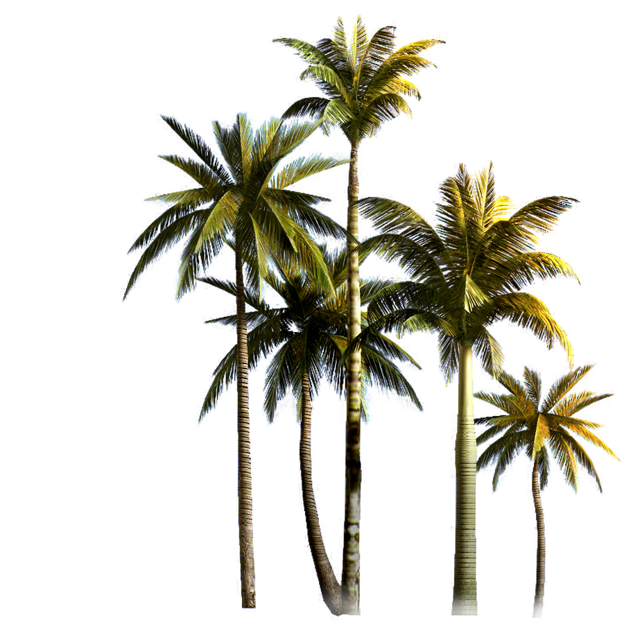 Кокосовое дерево PNG Фоновое изображение