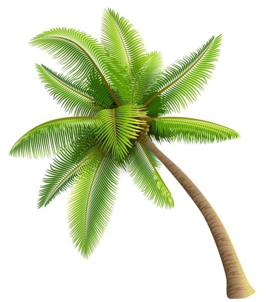 Fundo de imagem de PNG de árvore de coco