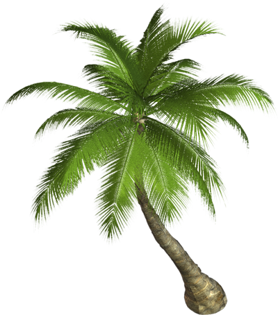 Pohon kelapa PNG Gambar Transparan