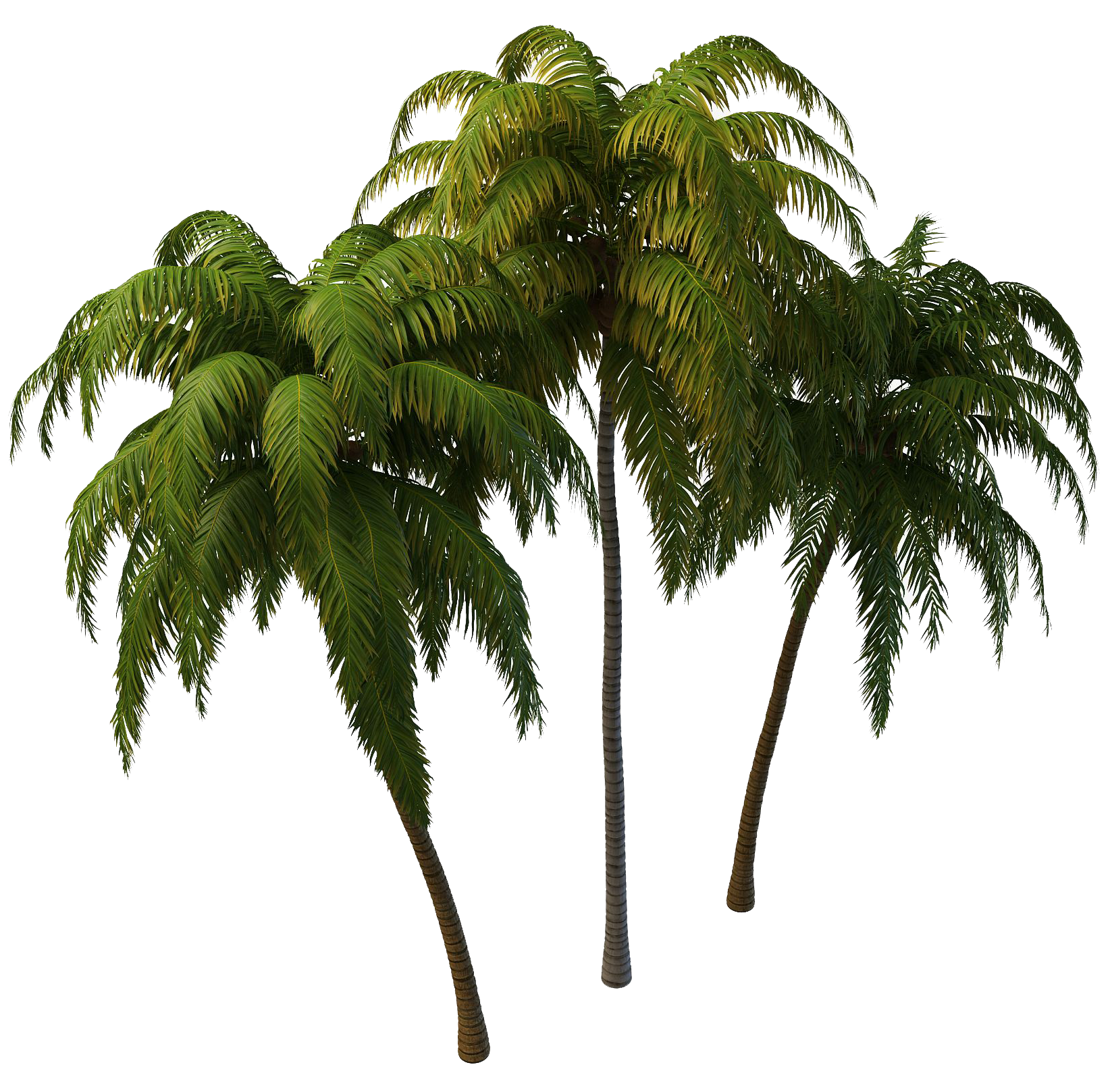 투명 한 배경과 코코넛 나무 PNG 이미지