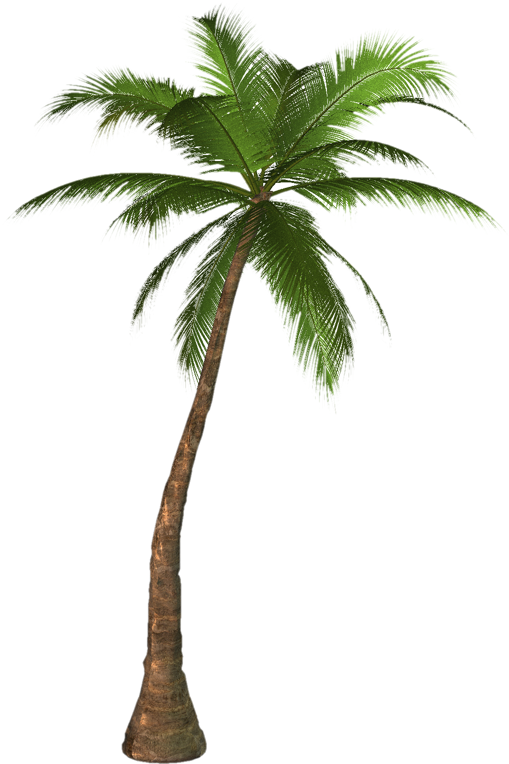 شجرة جوز الهند PNG