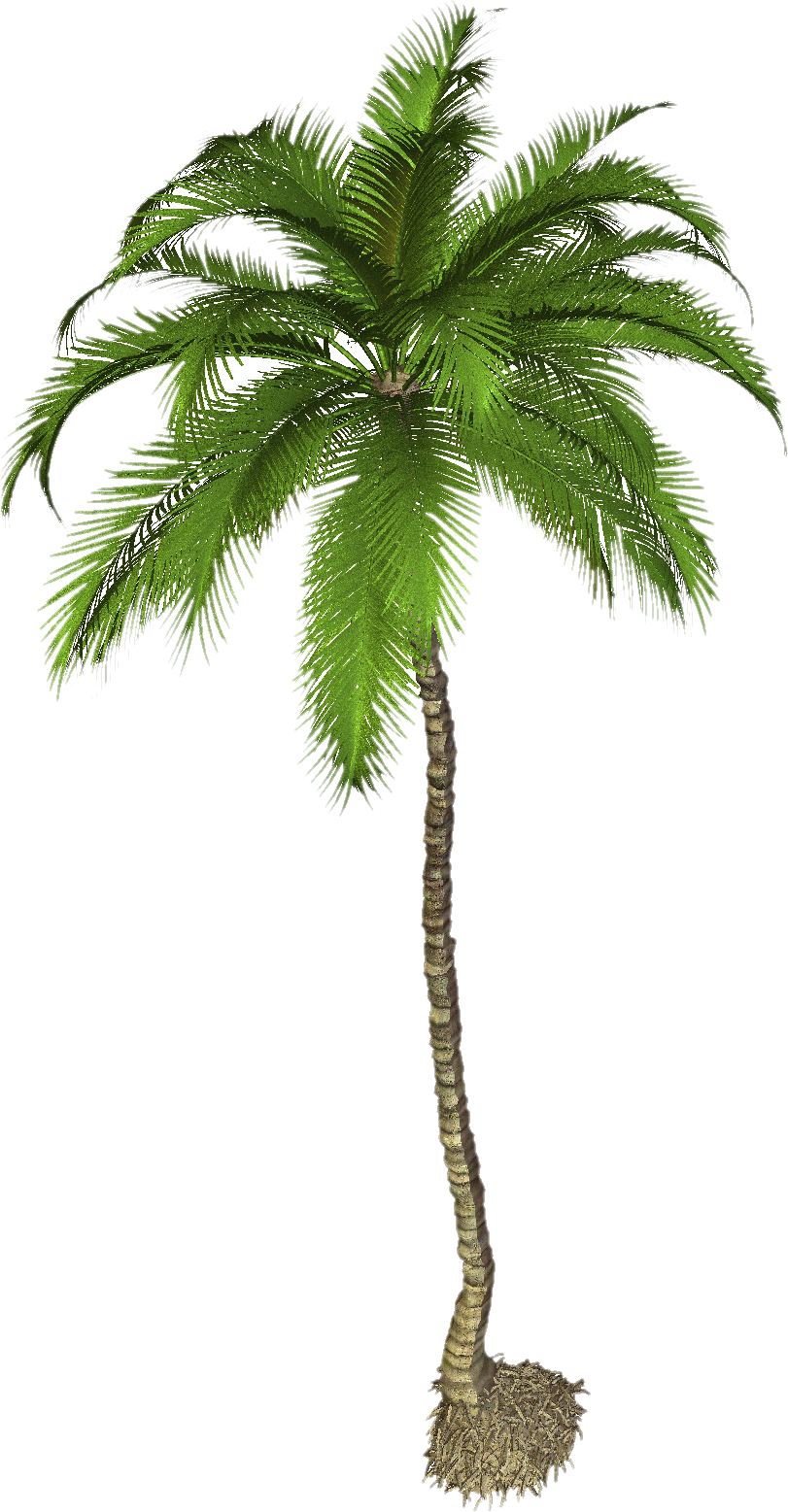 Foto de PNG de árvore de coco