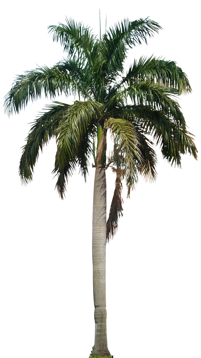 Coconut شجرة PNG الموافقة المسبقة عن علم