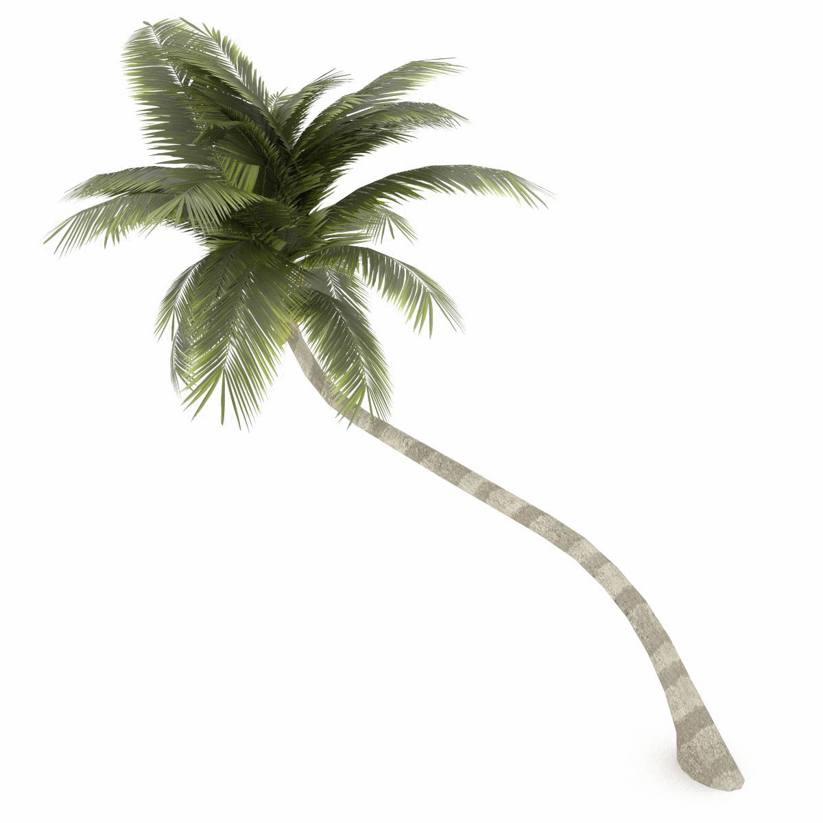코코넛 나무 PNG 투명 이미지
