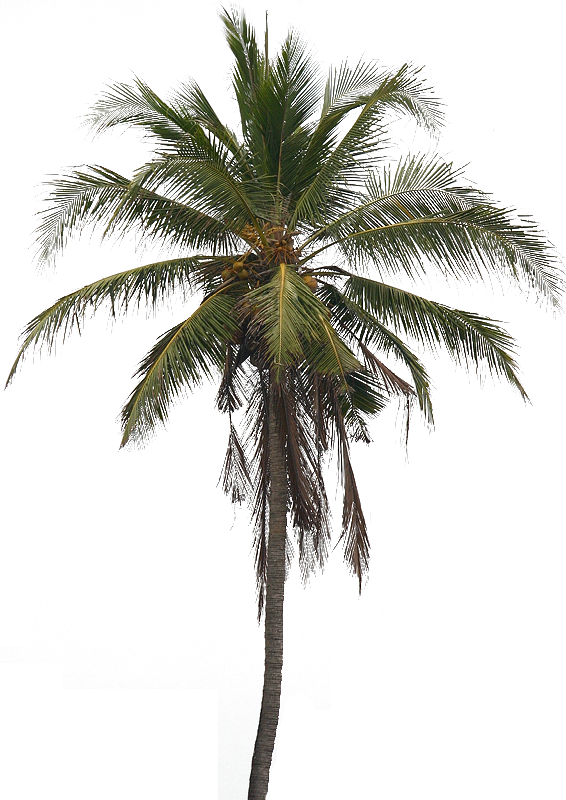 Coconut شجرة خلفية شفافة PNG