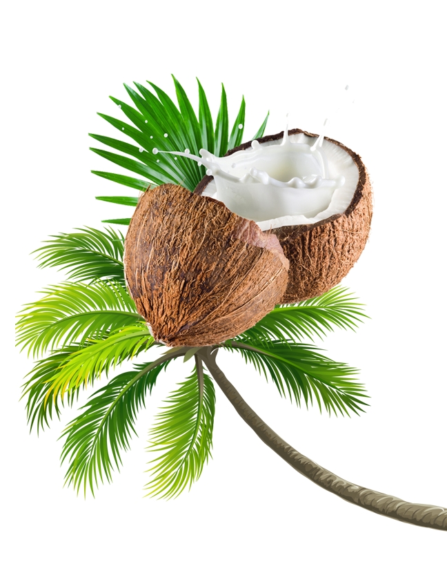 코코넛 나무 투명 이미지