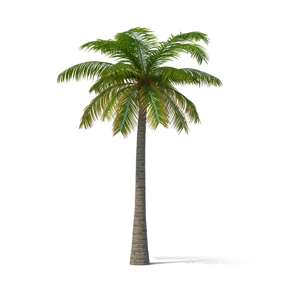Kokosnussbaum transparent