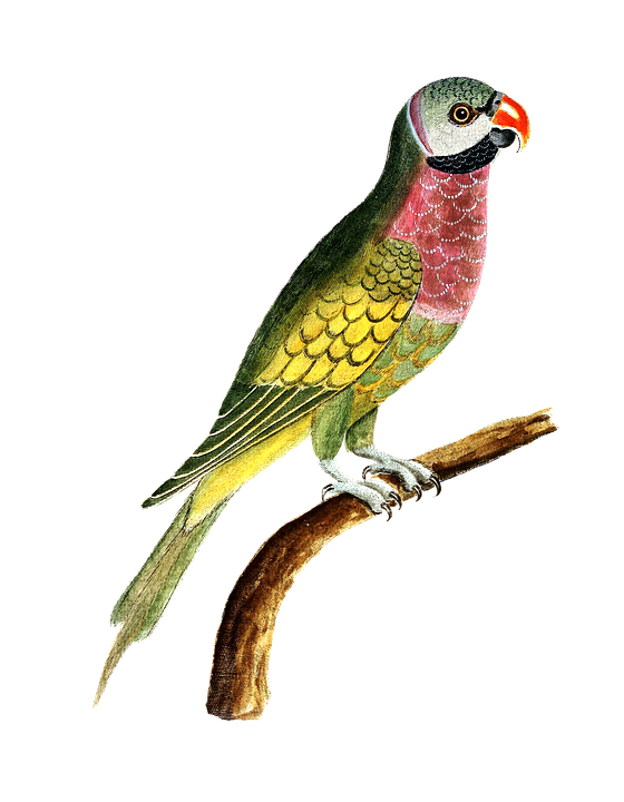 Kleurrijke papegaai Gratis PNG-Afbeelding