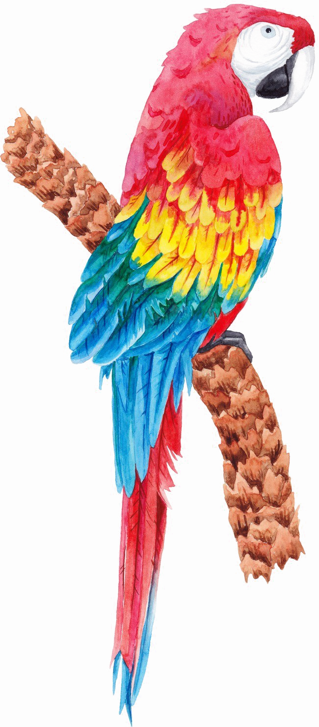 Красочный Parrot PNG изображения фон