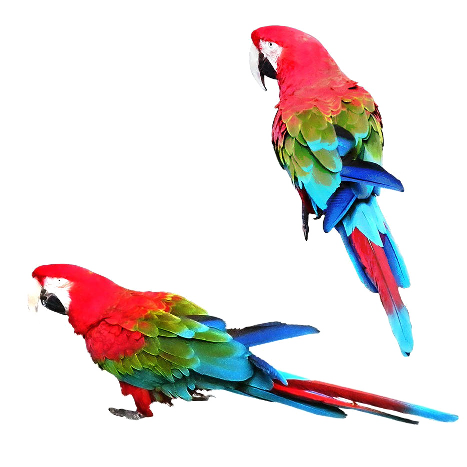 Gambar PNG parrot berwarna-warni