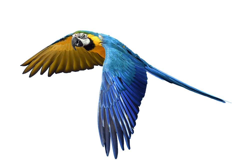 Красочный попугай PNG Pic