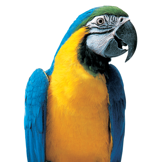 Красочный попугай PNG картина