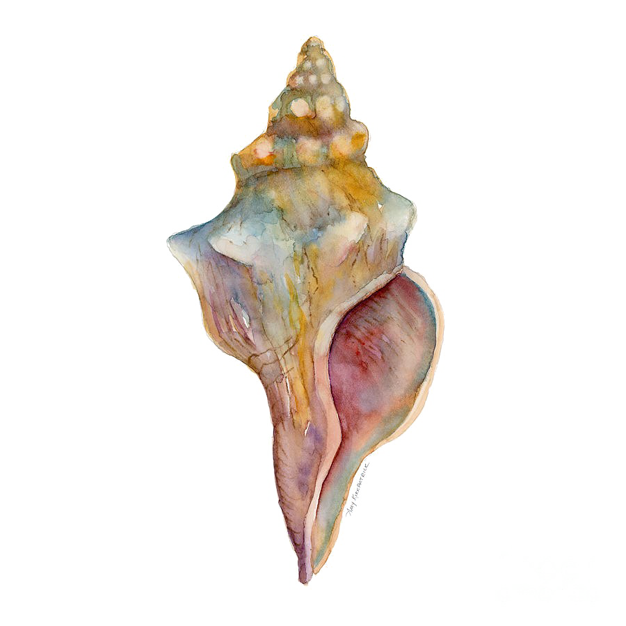 Conch Free PNG Image