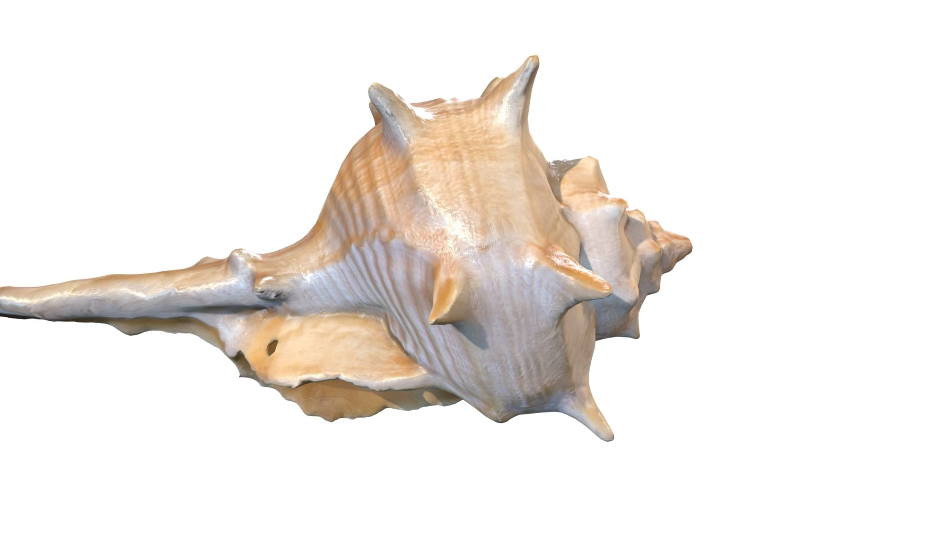 Conch PNG Background Image