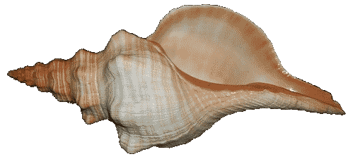 Conch PNG Free Download