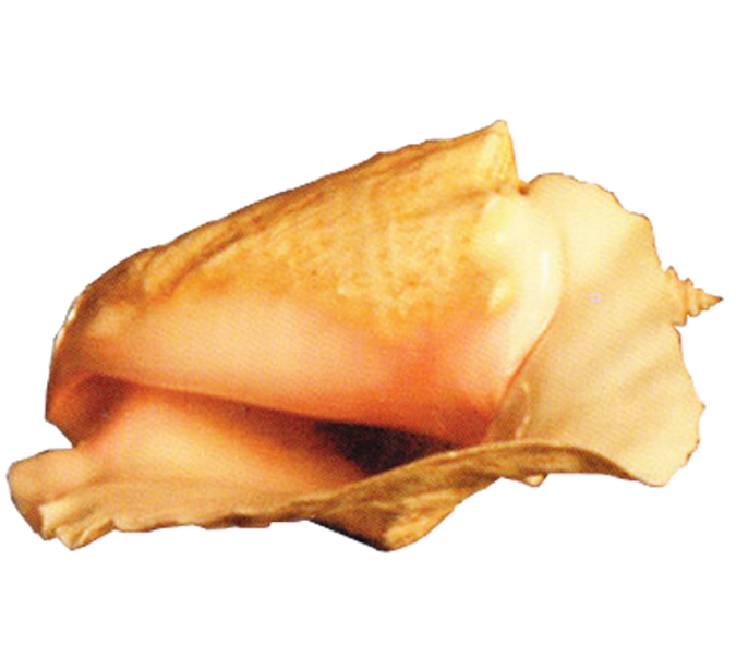 Conch PNG 고품질 이미지