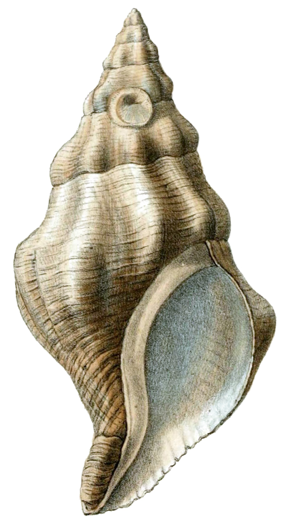 Conch PNG Pic